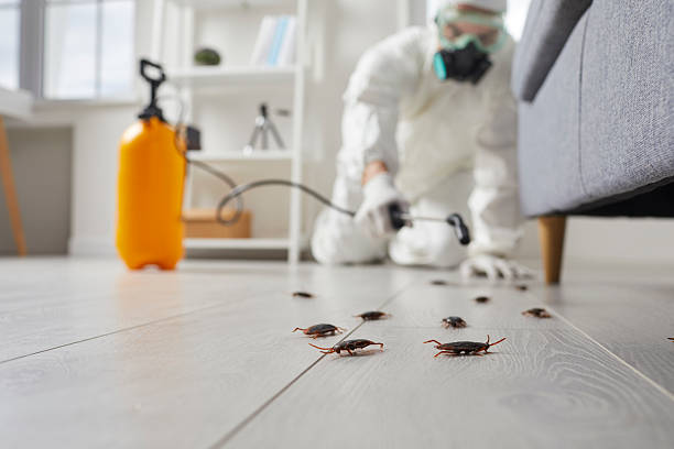 Affordable Termite Control solutions in Edgard, LA
